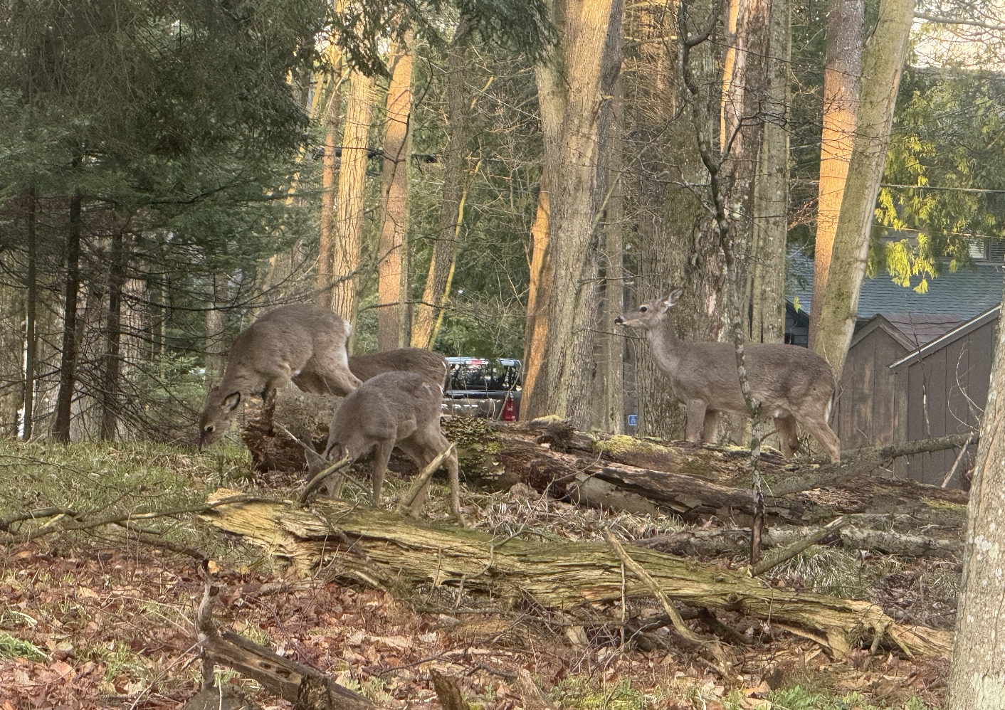 Deer in the deadfall at dusk