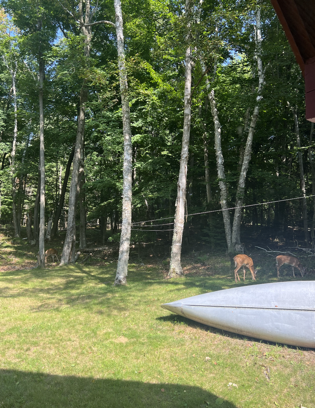 Deer in the side yard